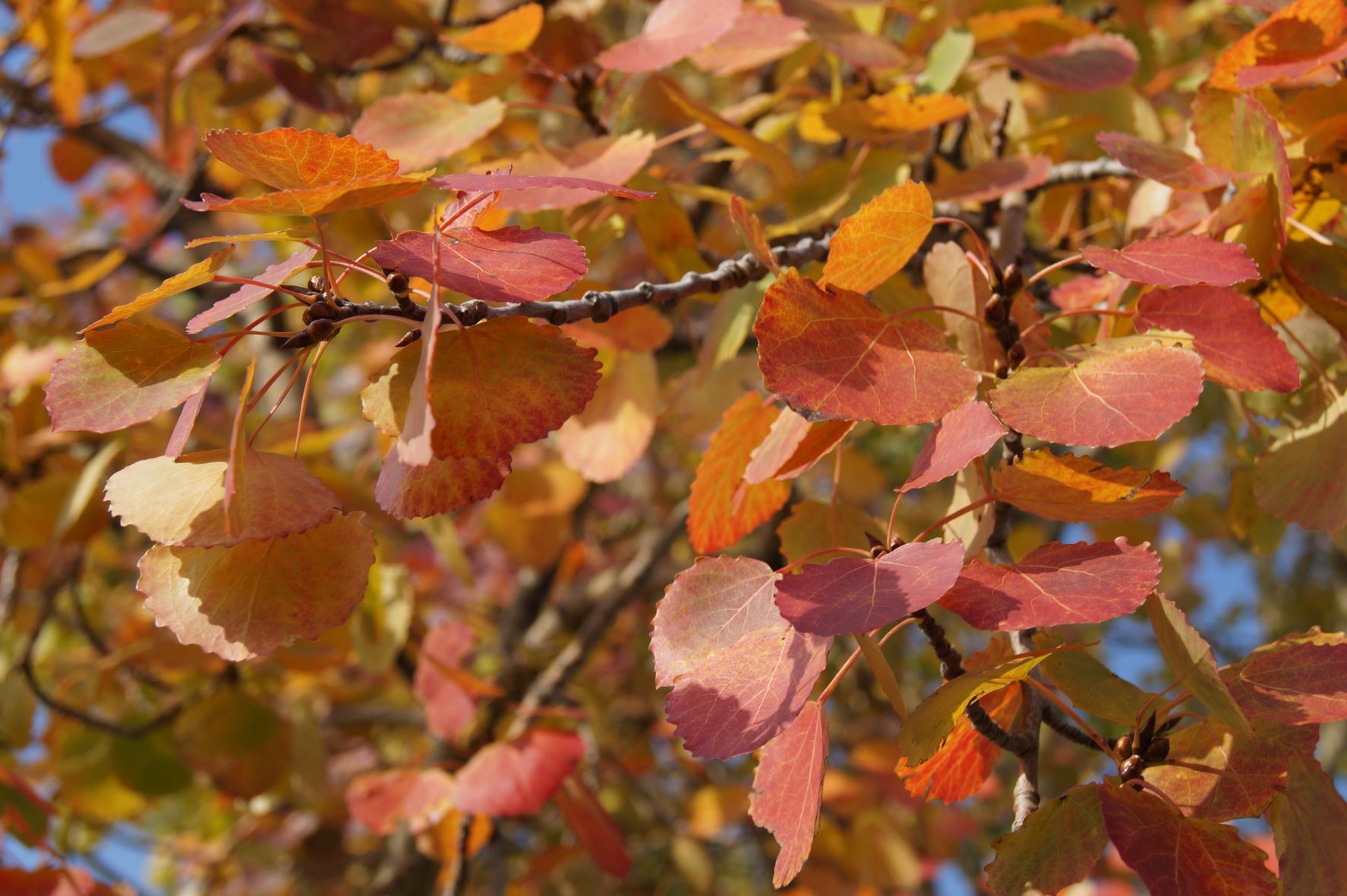 осина дерево картинки листья