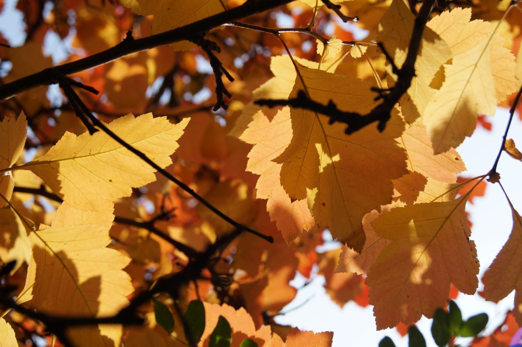 листья осины фото осенью