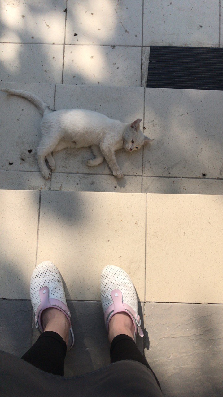 Котейка | Пикабу
