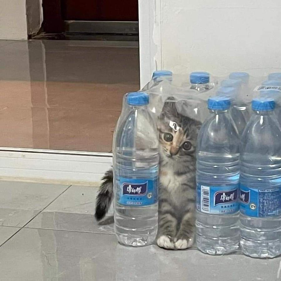 Коты -- это жидкость : ) | Пикабу