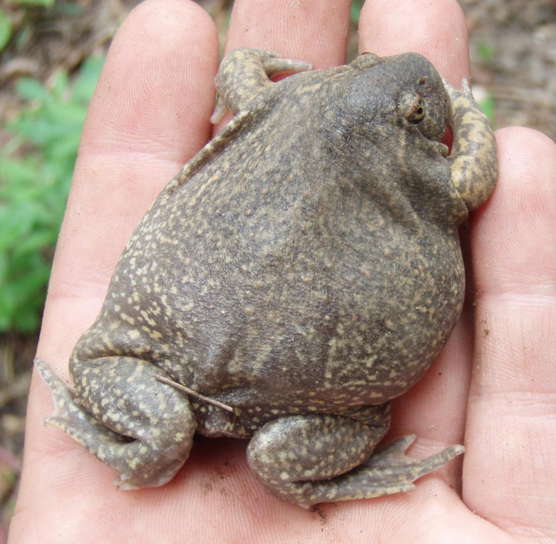 Элиша Катбертпен порно видео