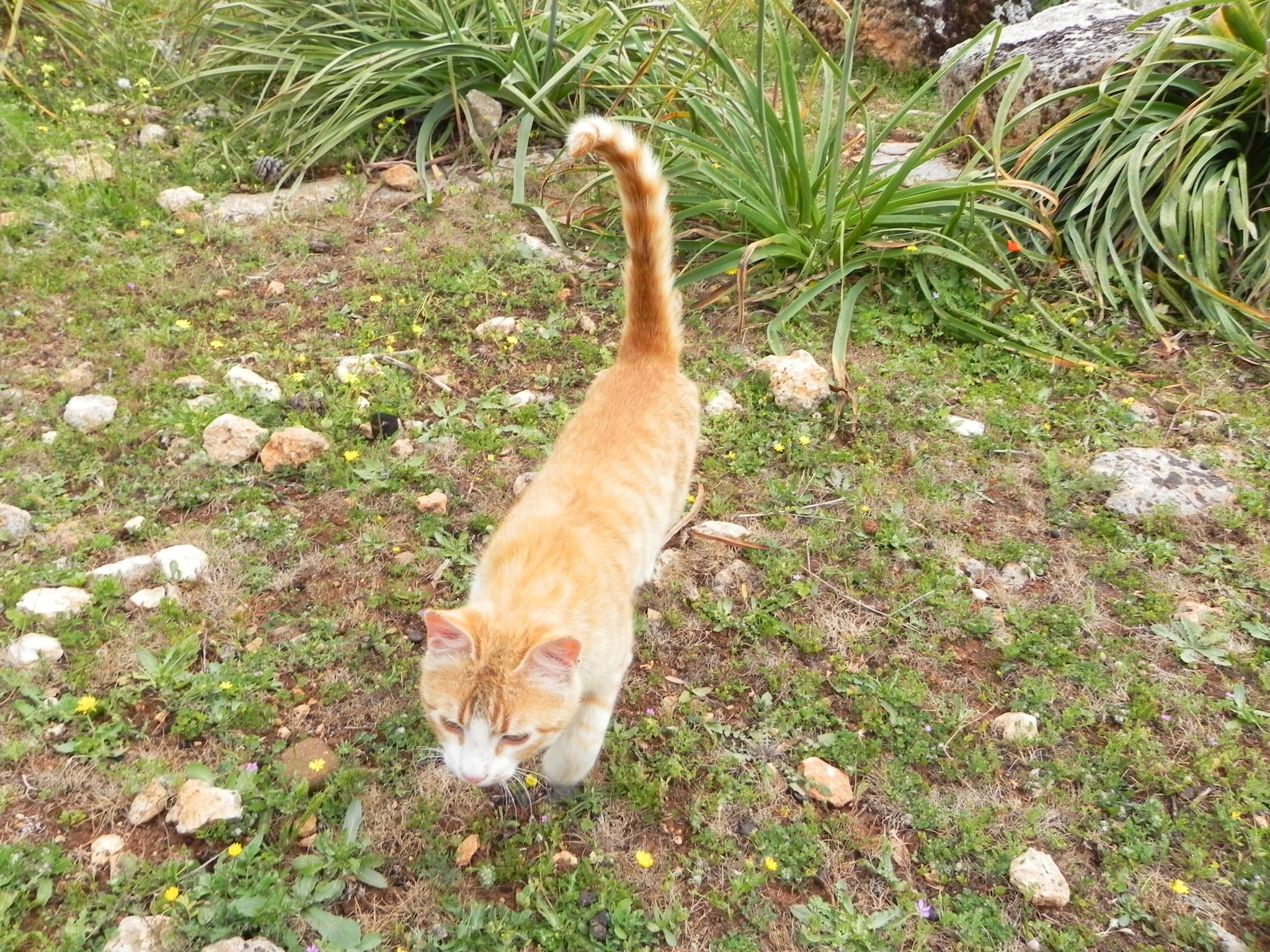 Сирийские коты
