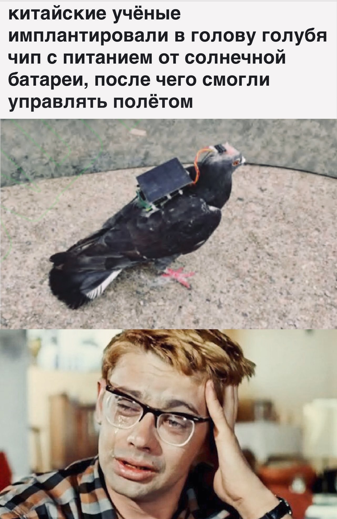 Птичку жалко картинка