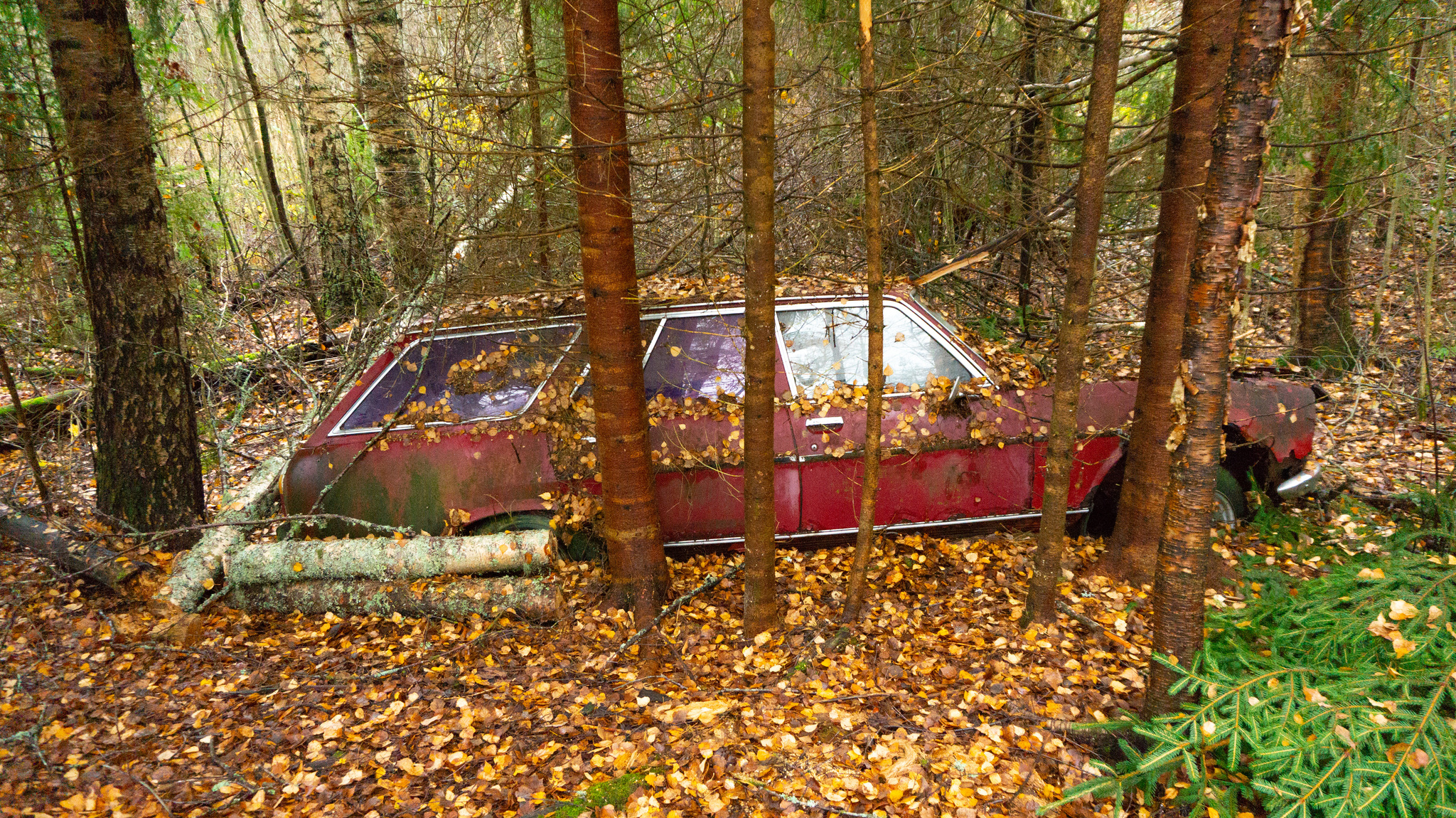 Брошенный Peugeot 504 в лесу | Пикабу