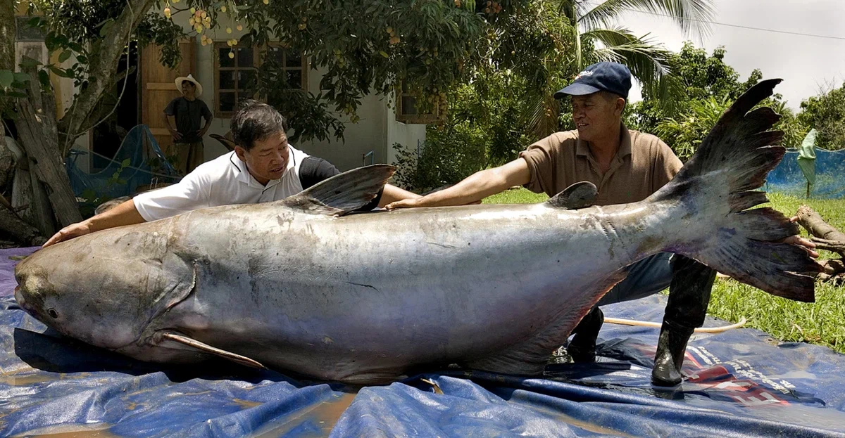 Картинки самых больших рыб. Mekong giant Catfish рыба. Меконгский гигантский сом. Гигантский Шильбовый сом.