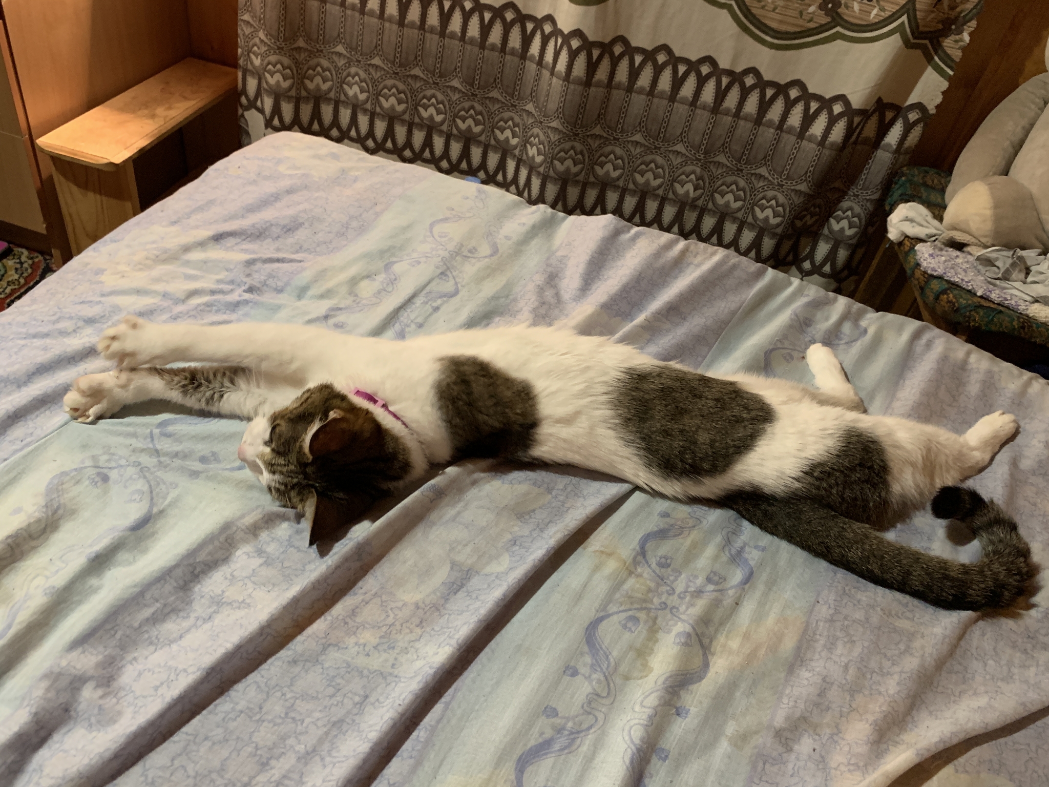 Длинная и худая кошка | Пикабу
