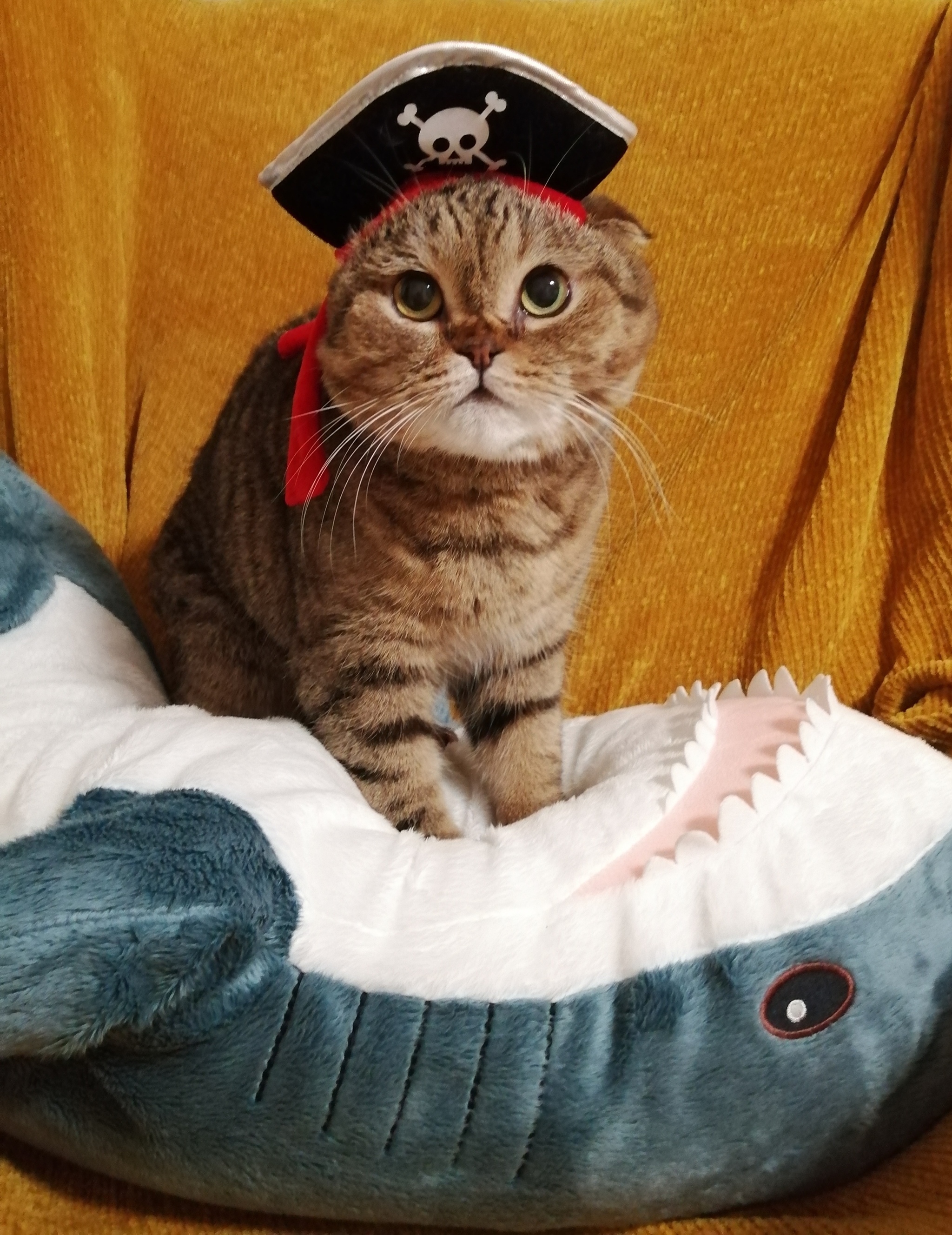 Пиратка | Пикабу