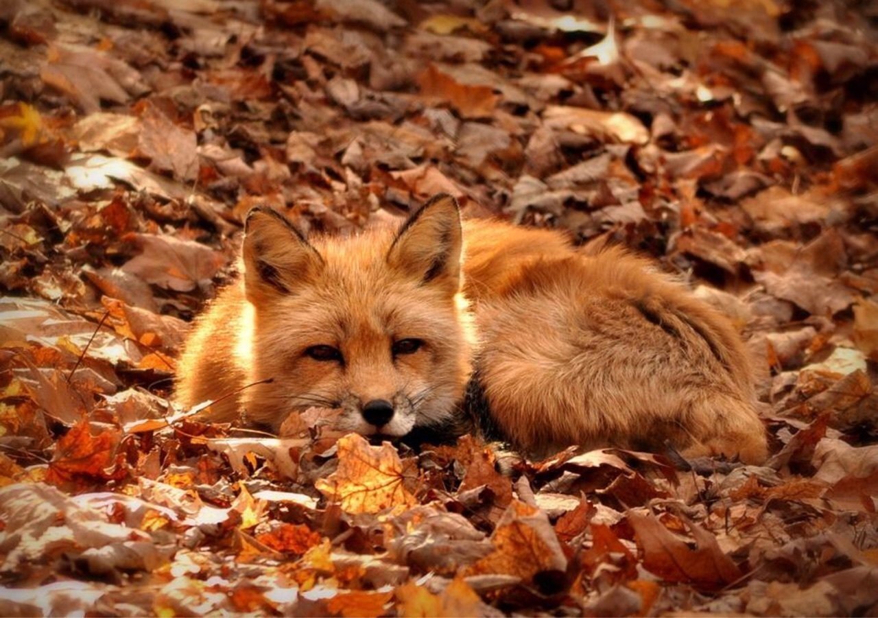 Fox di. Лиса осень. Лисенок осень. Животные осенью. Осенние звери.