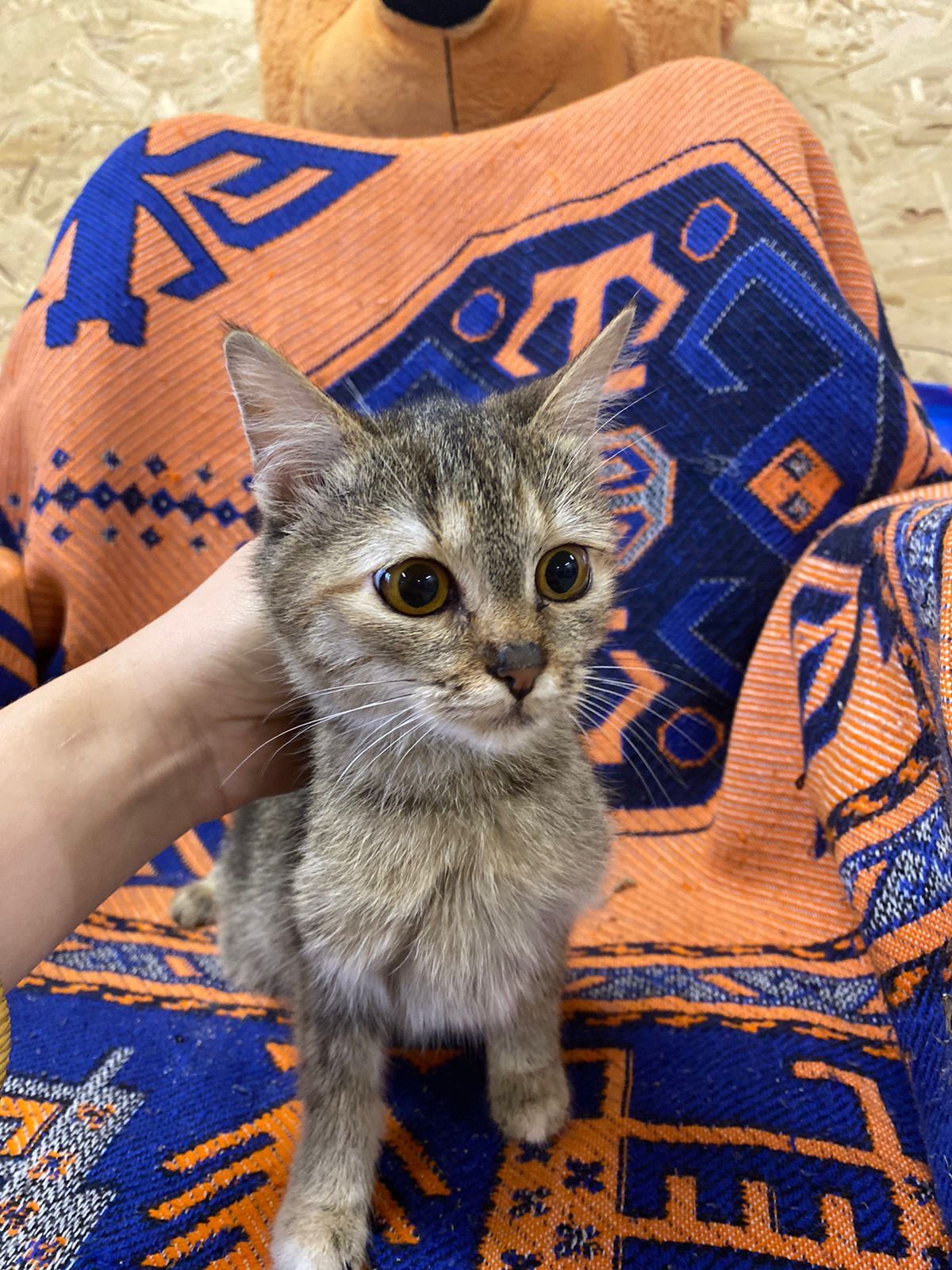 Жизнь домашнего приюта 