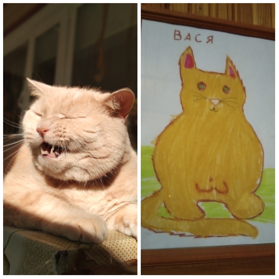 Кот | Пикабу