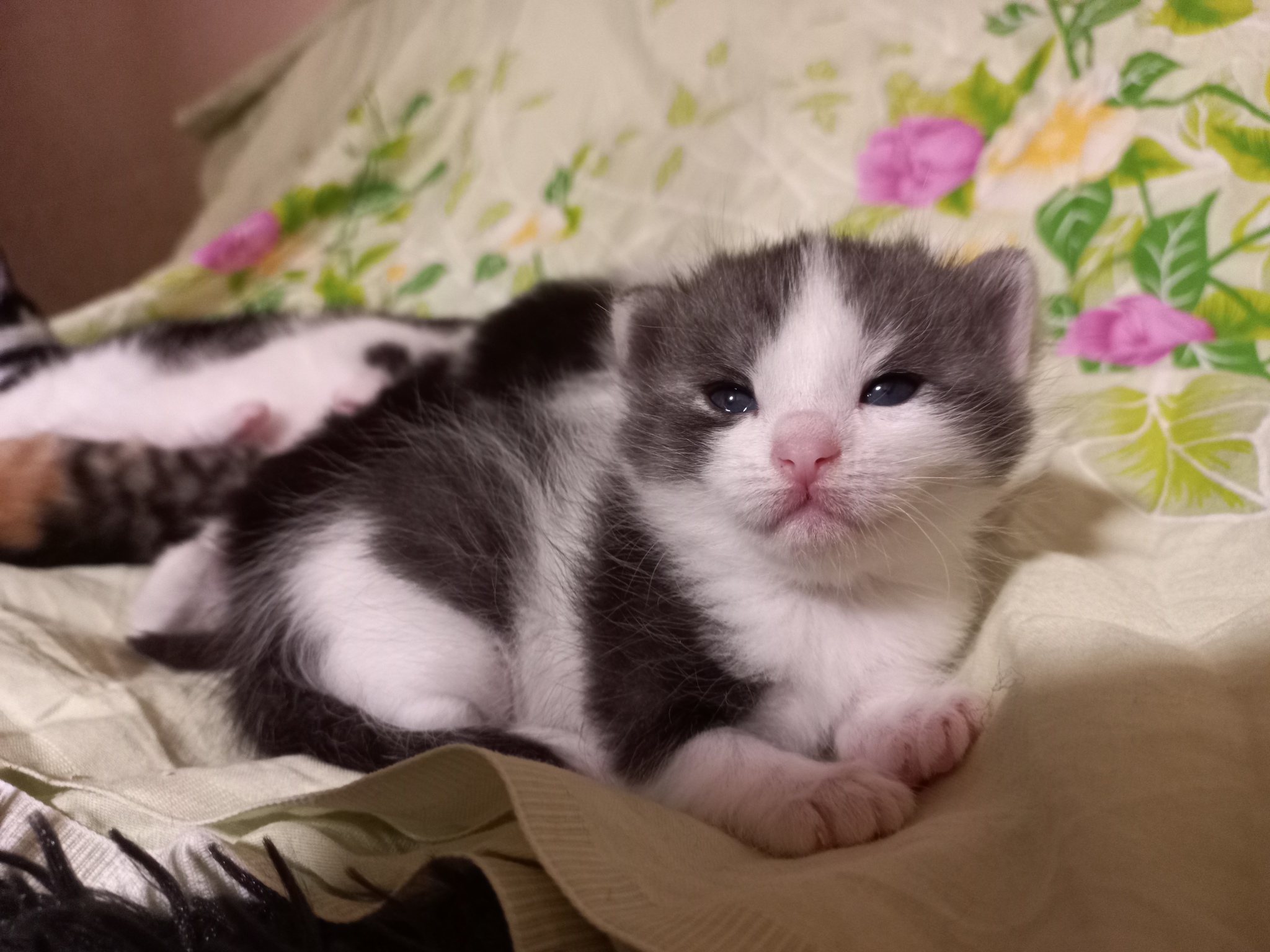 Котятам 18 дней | Пикабу