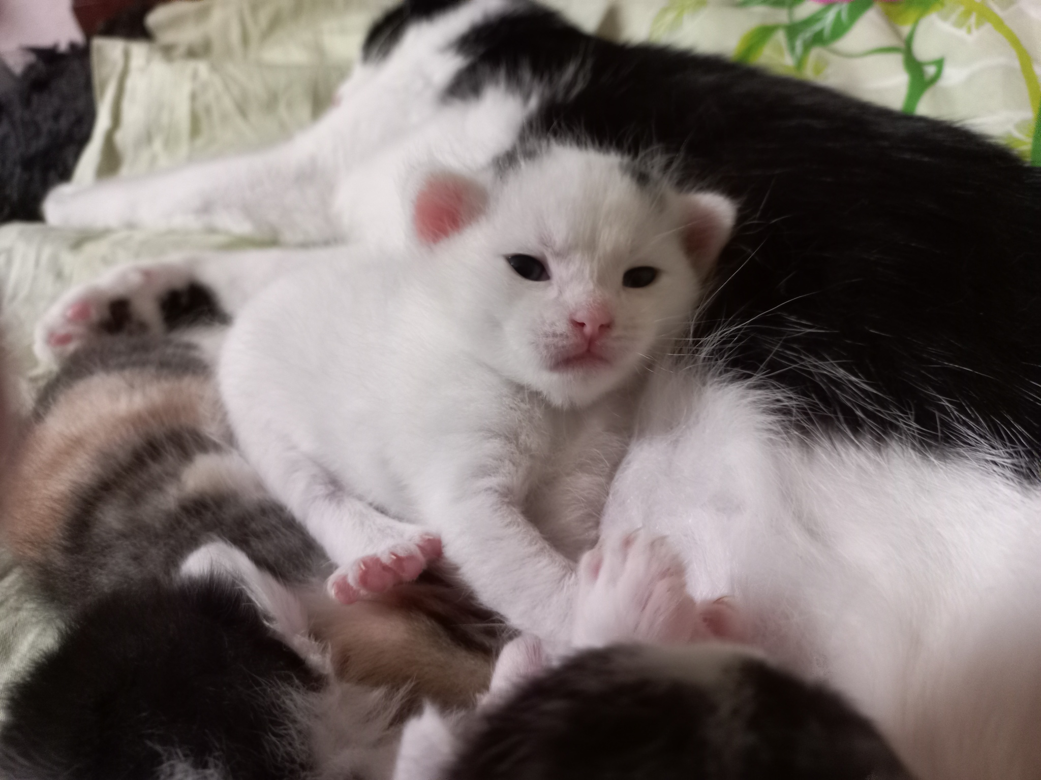 Kitten 18