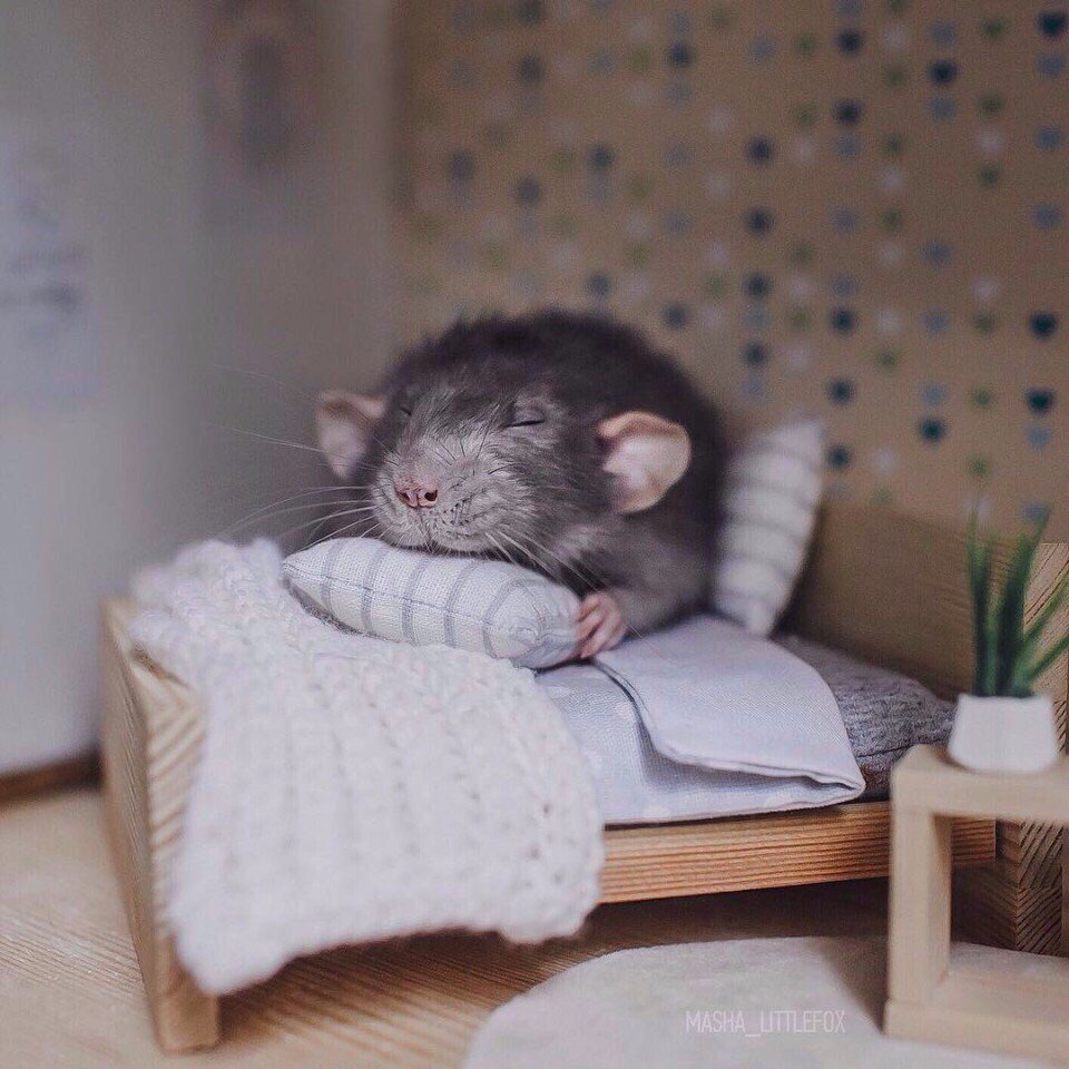 сон крыса в кровати