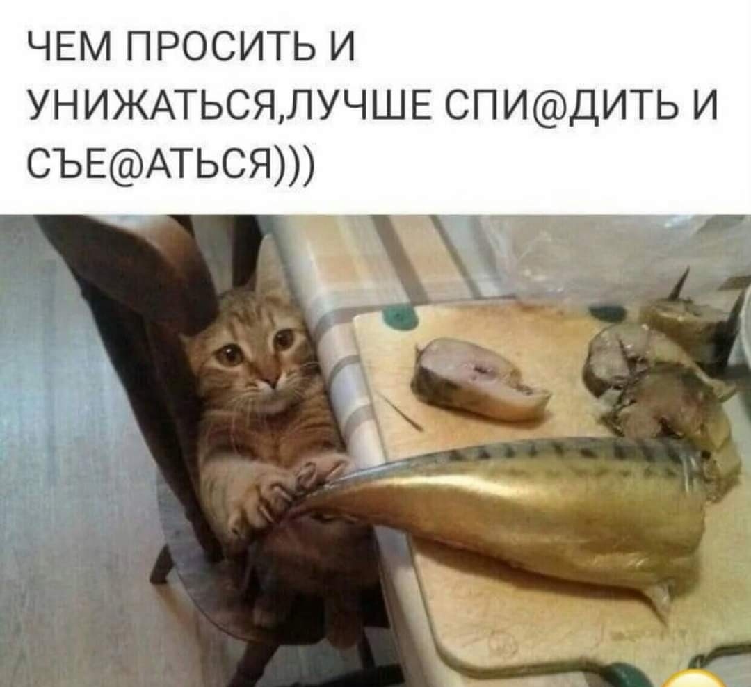 Ты приходишь ко мне и просишь без уважения. Шутки про сексизм. Но ты просишь без уважения мем. Кот ворует рыбу. Не уважай меня.