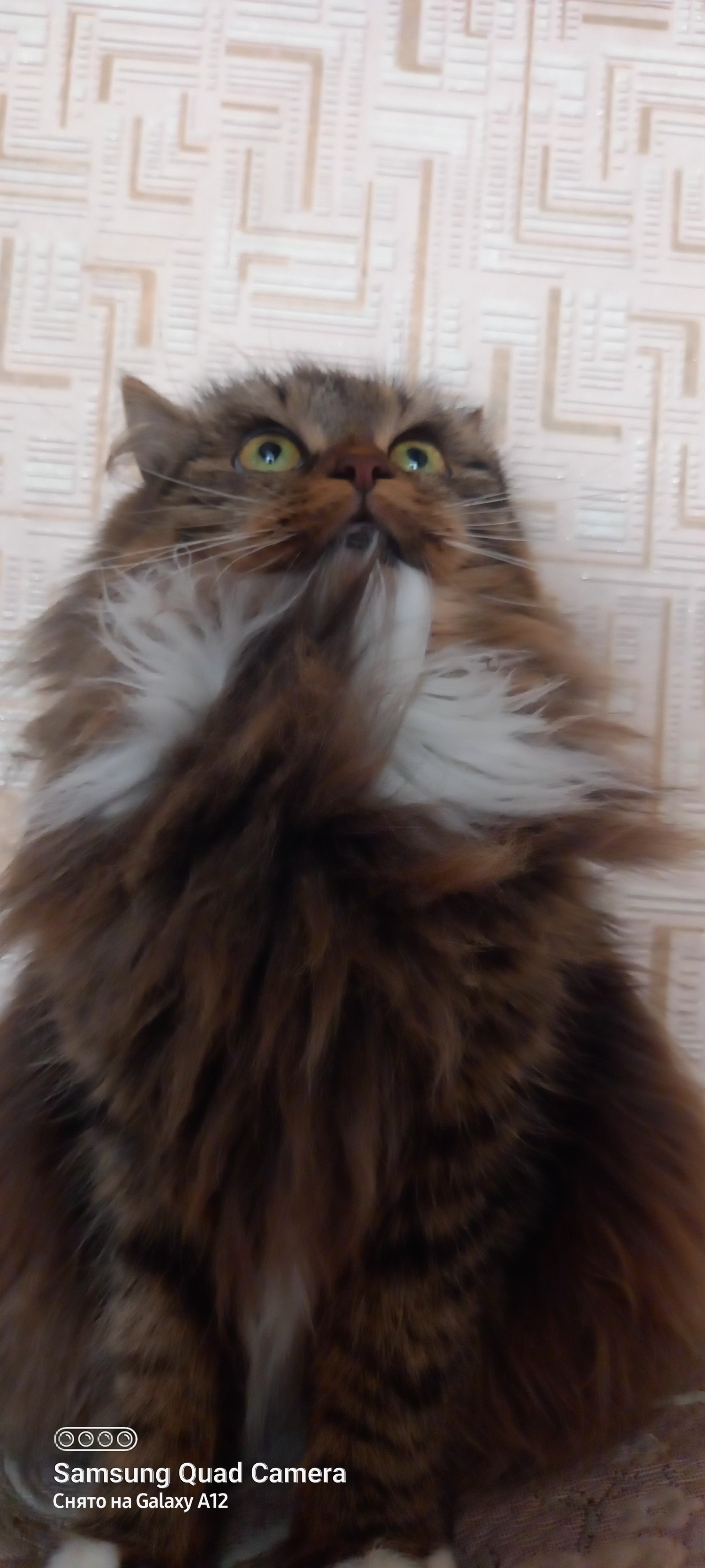 Котопост | Пикабу