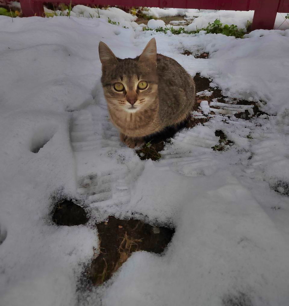 Котенок остался на даче один. Второго сегодня забирают в новый дом.  Пожалуйста, обратите внимание. СПБ и ЛО | Пикабу