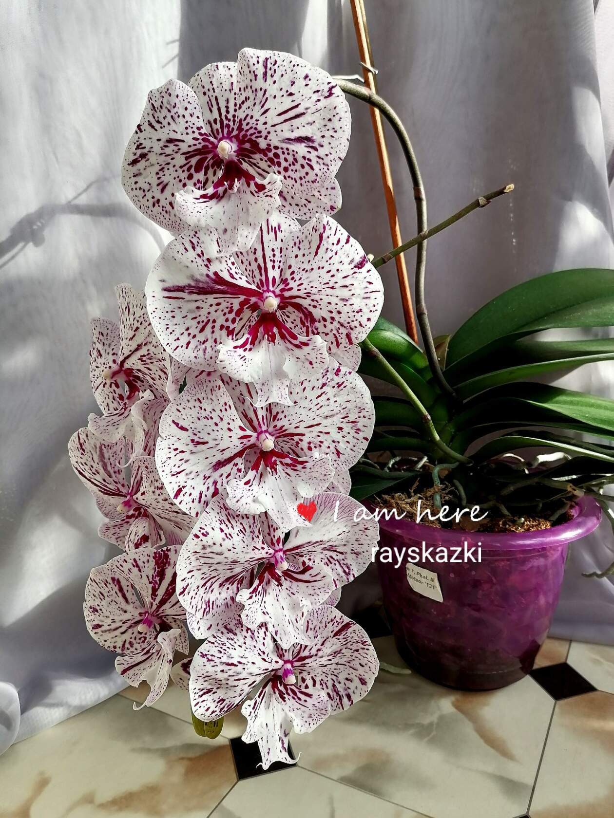 Метеор фаленопсис фото цветы с доставкой заволжский район ярославль
