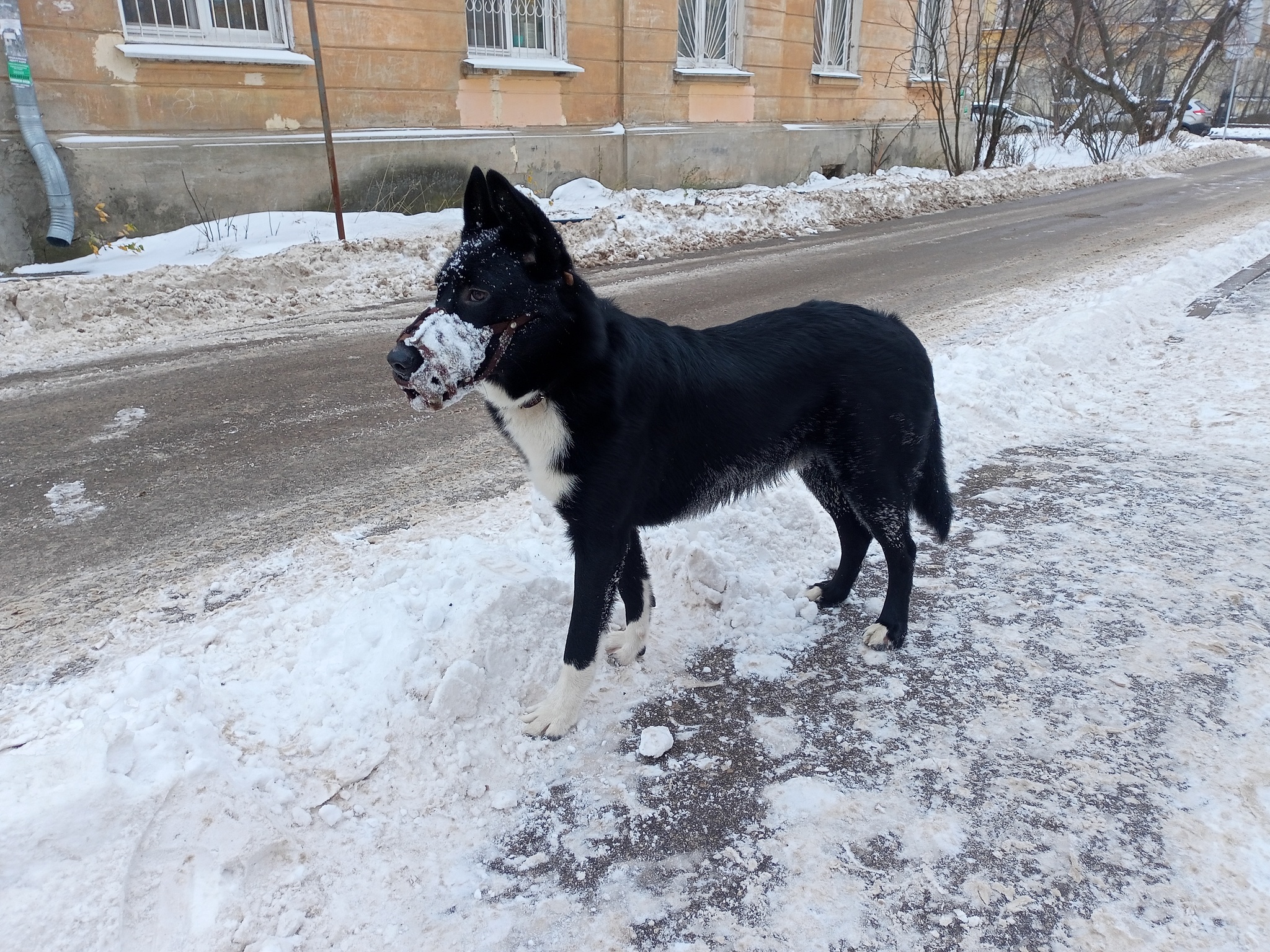 Потеряшки нижний новгород собаки. Квартирные собаки. Приют для животных. Приют маленьких собак Барнауле. Приют ласка Барнаул.