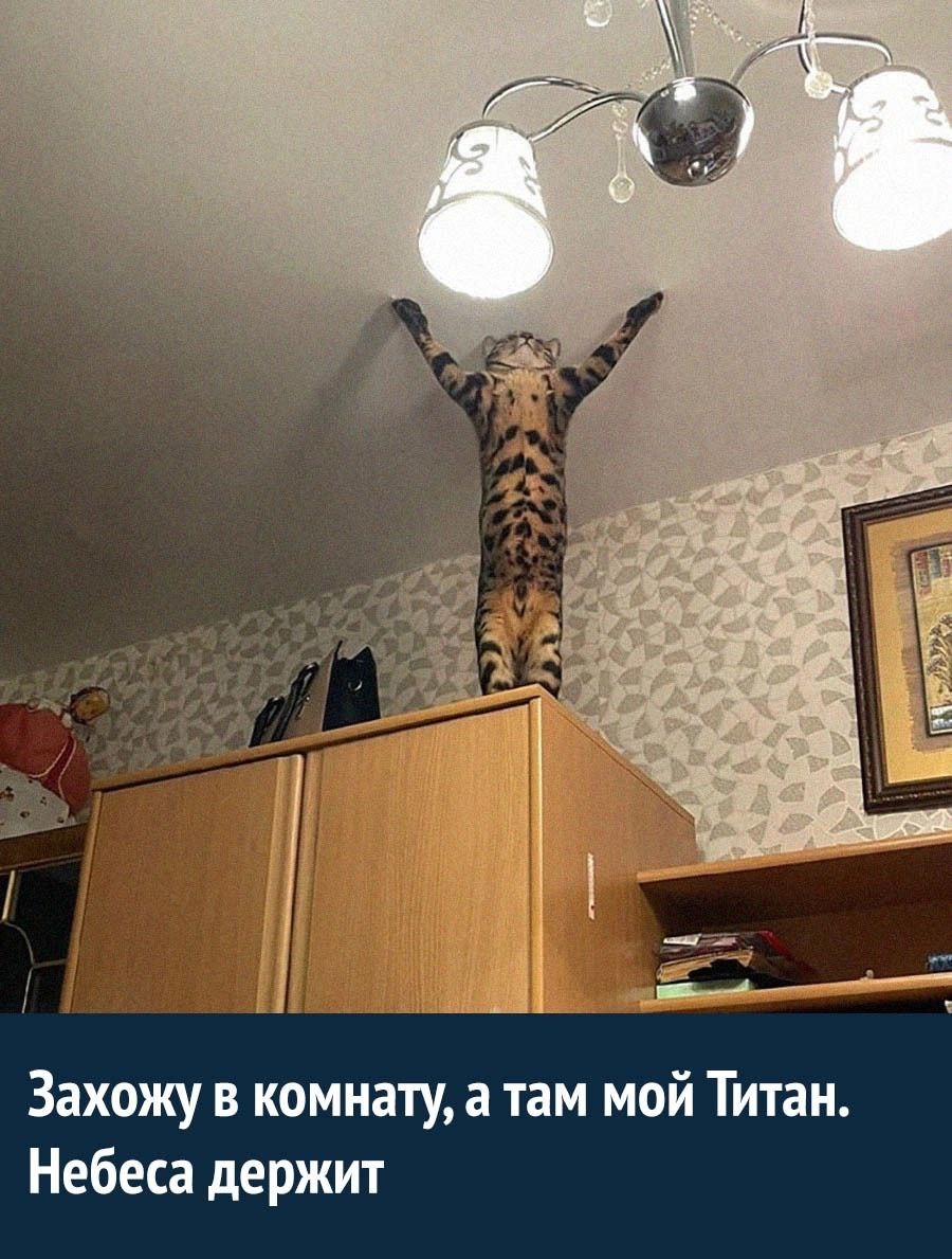 Котлант | Пикабу