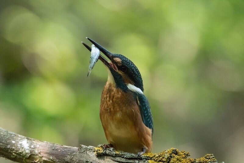 Пернатые рыболовы | Пикабу