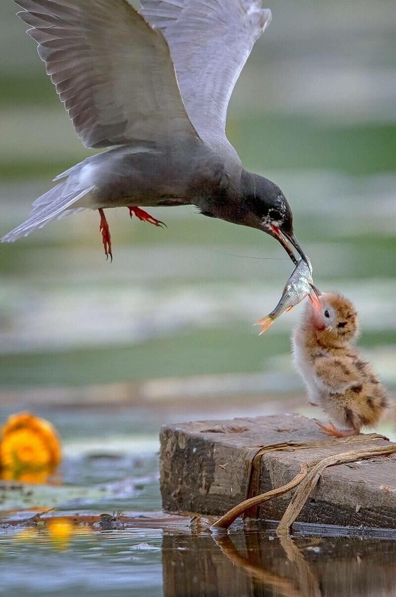 Пернатые рыболовы | Пикабу