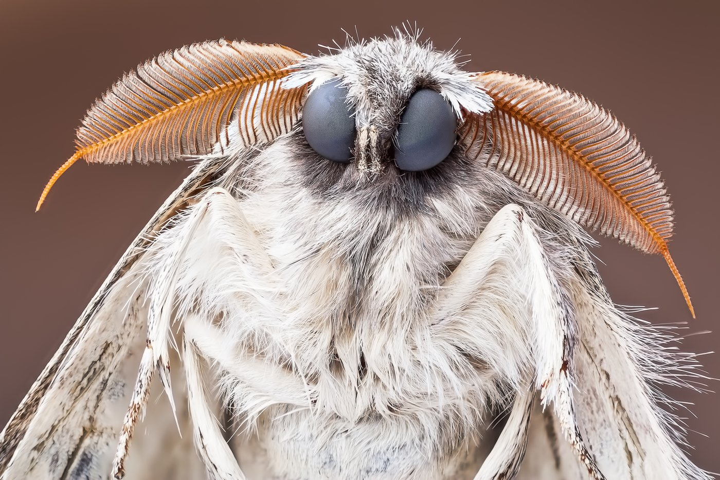 Моль наблюдает за вами... | Пикабу
