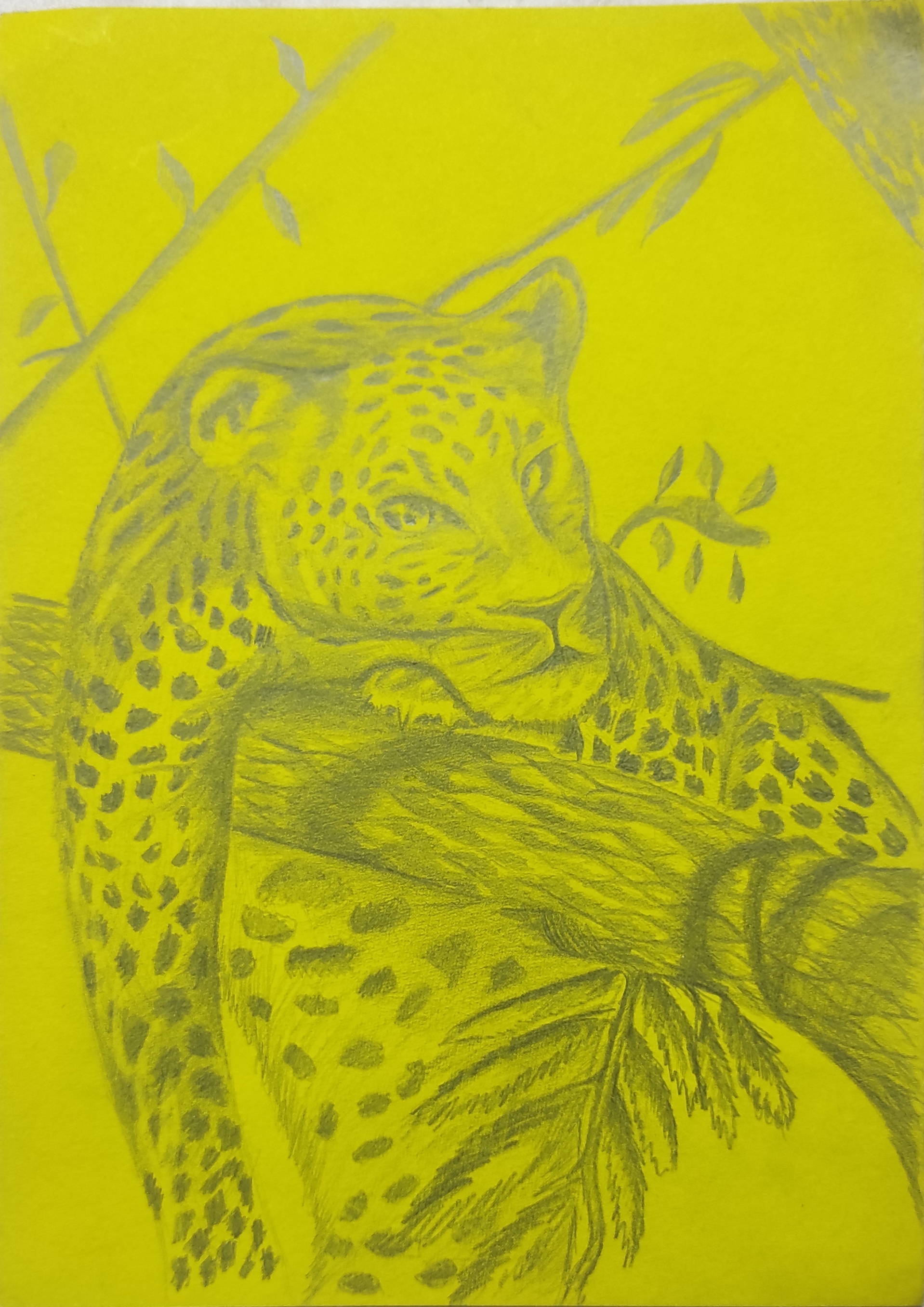 Леопард | Пикабу