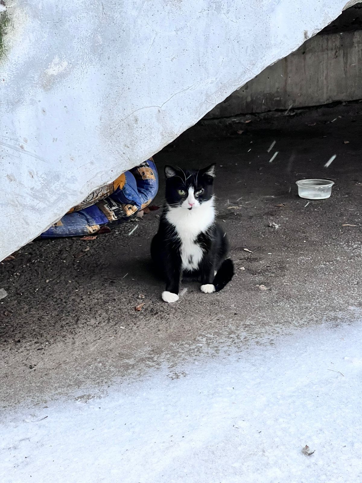 Поймать неуловимого кота | Пикабу