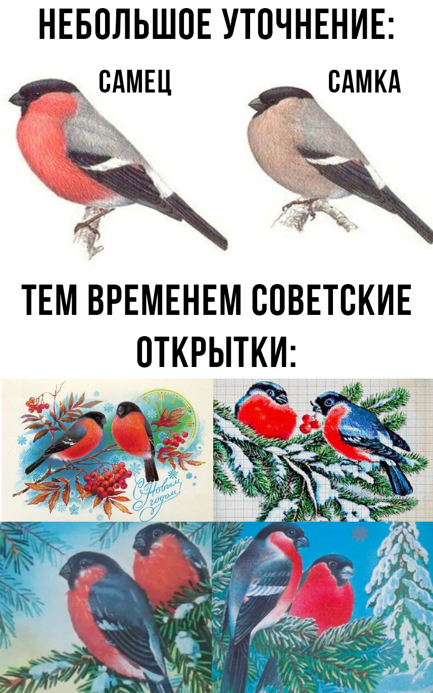 Ответ на пост «Орнитологи на месте? :)» | Пикабу