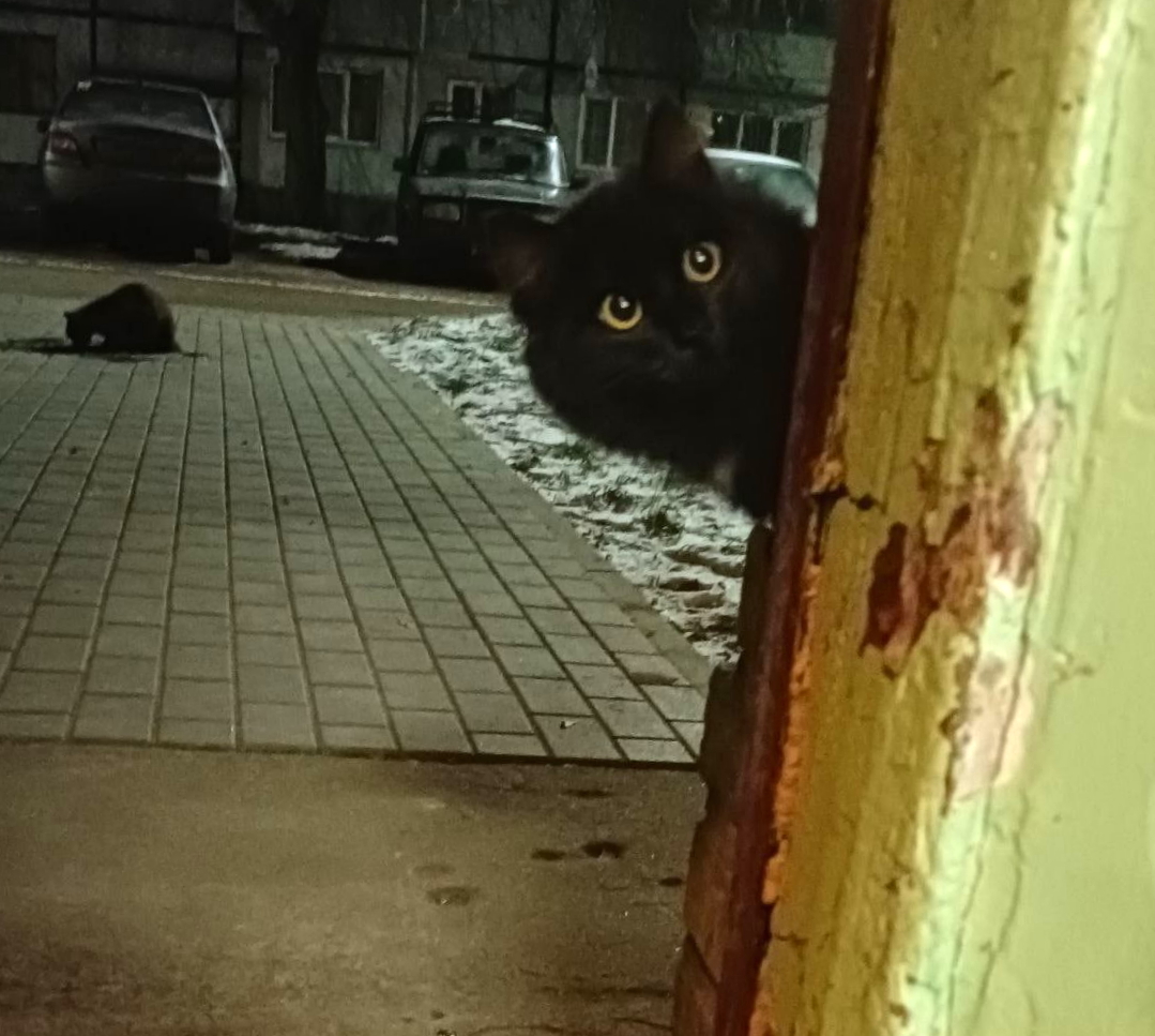 Чёрно-белый кот приметы