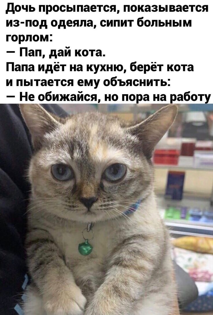 Дай кота | Пикабу