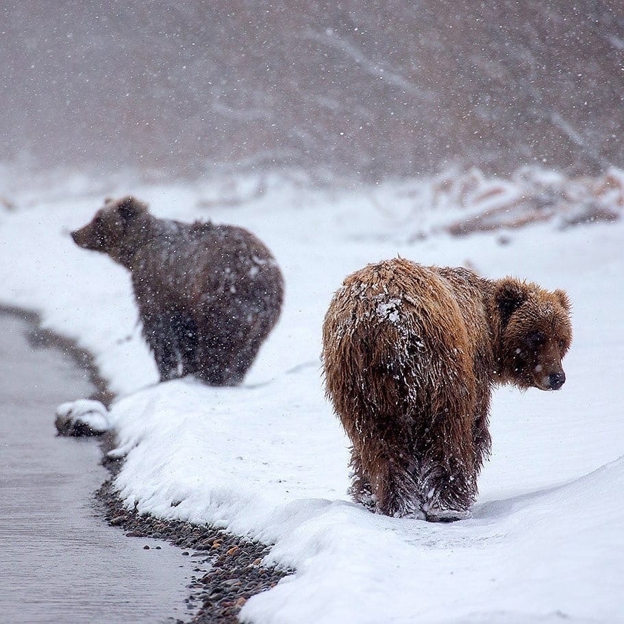 Нашли берлогу медведя. Медведь снежок. Медведи на снегу Камчатки фото.