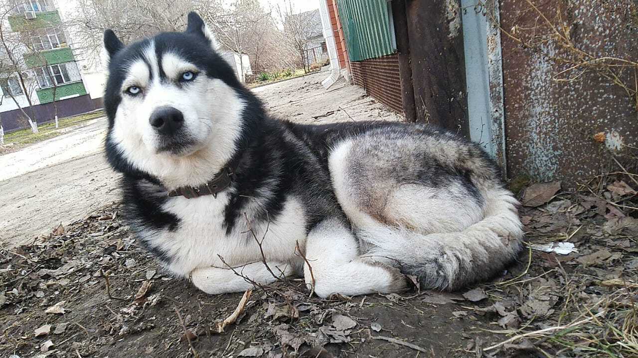 Случайно сделал доброе дело | Пикабу