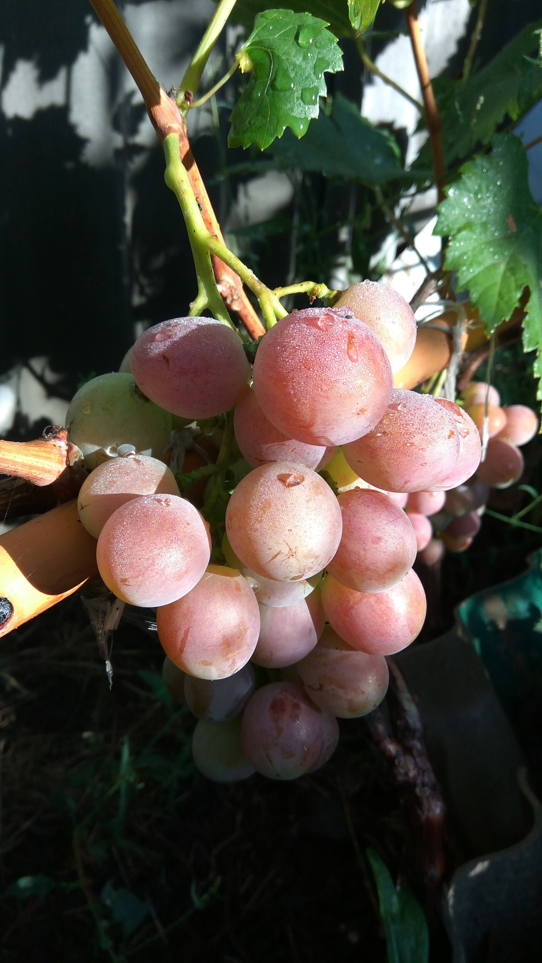 О столовых сортах винограда, которые я выращиваю или выращивал в Пензенскойобласти