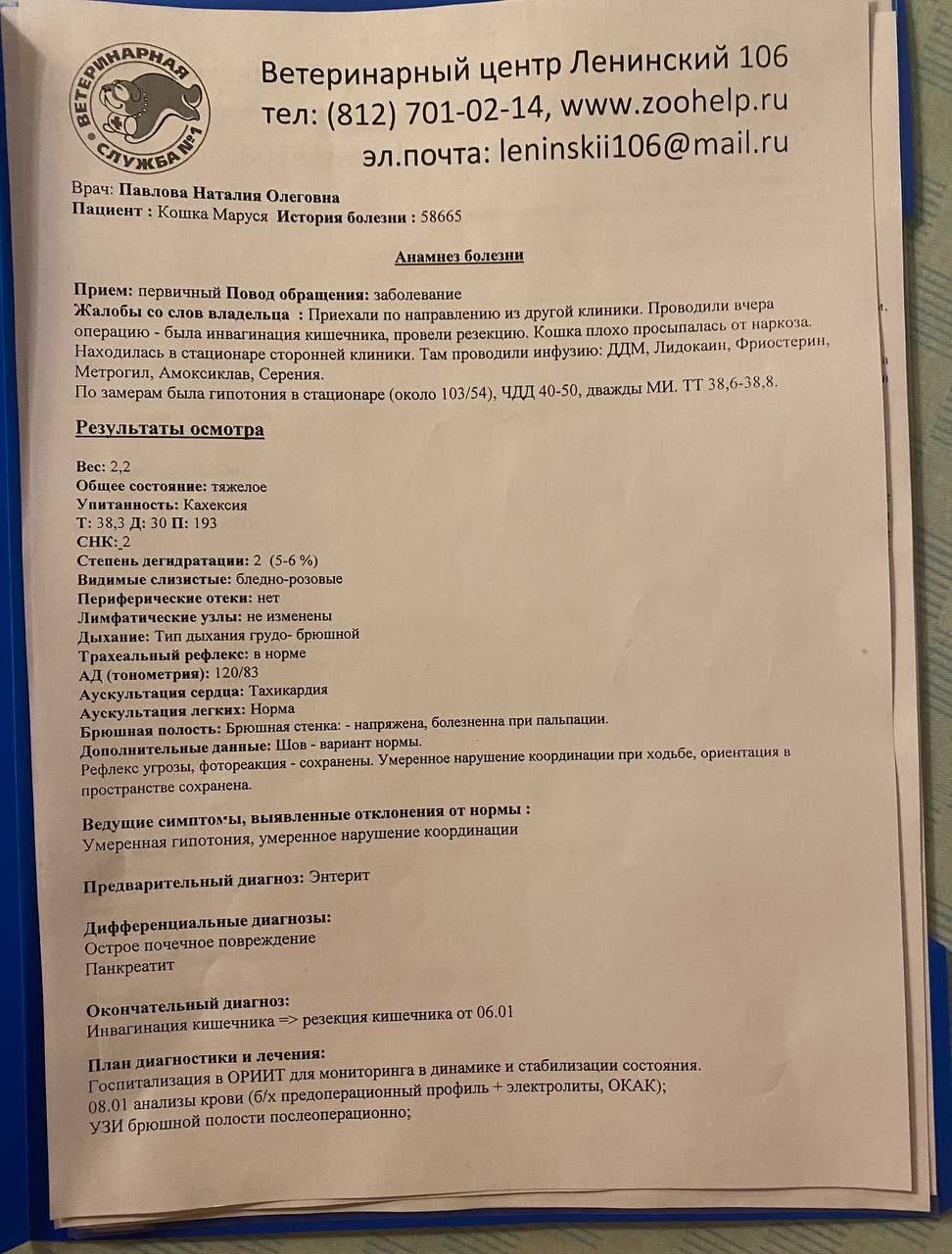 Ищу донора кошке, пожалуста помогите | Пикабу