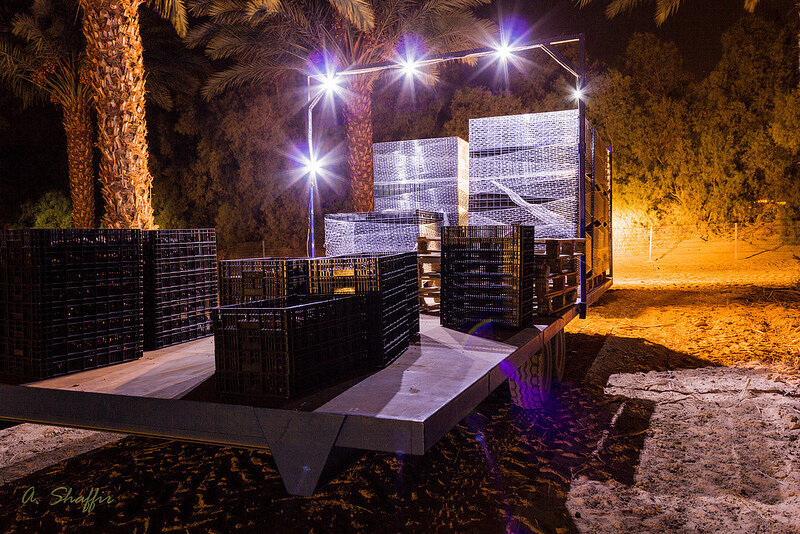 Как выращивают и собирают финики в Израиле. Часть 2 | Пикабу