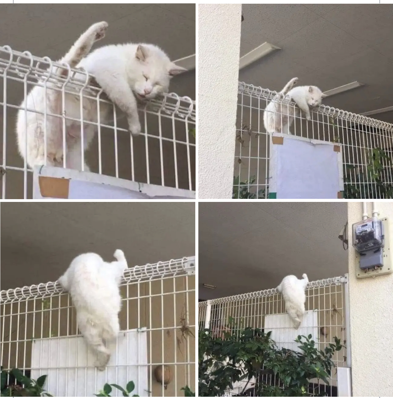 зверята хотят сбежать из дома. позитивные животные. смешной зверек. смешные звери. дружба животных.