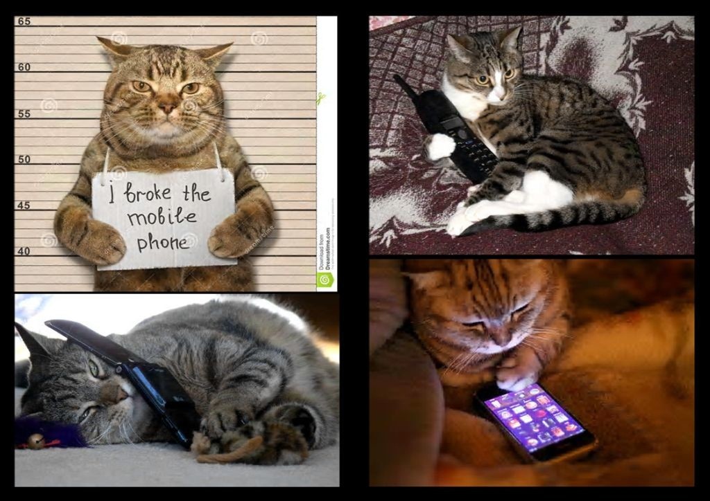 Кошачий пиар - реклама телефона | Пикабу