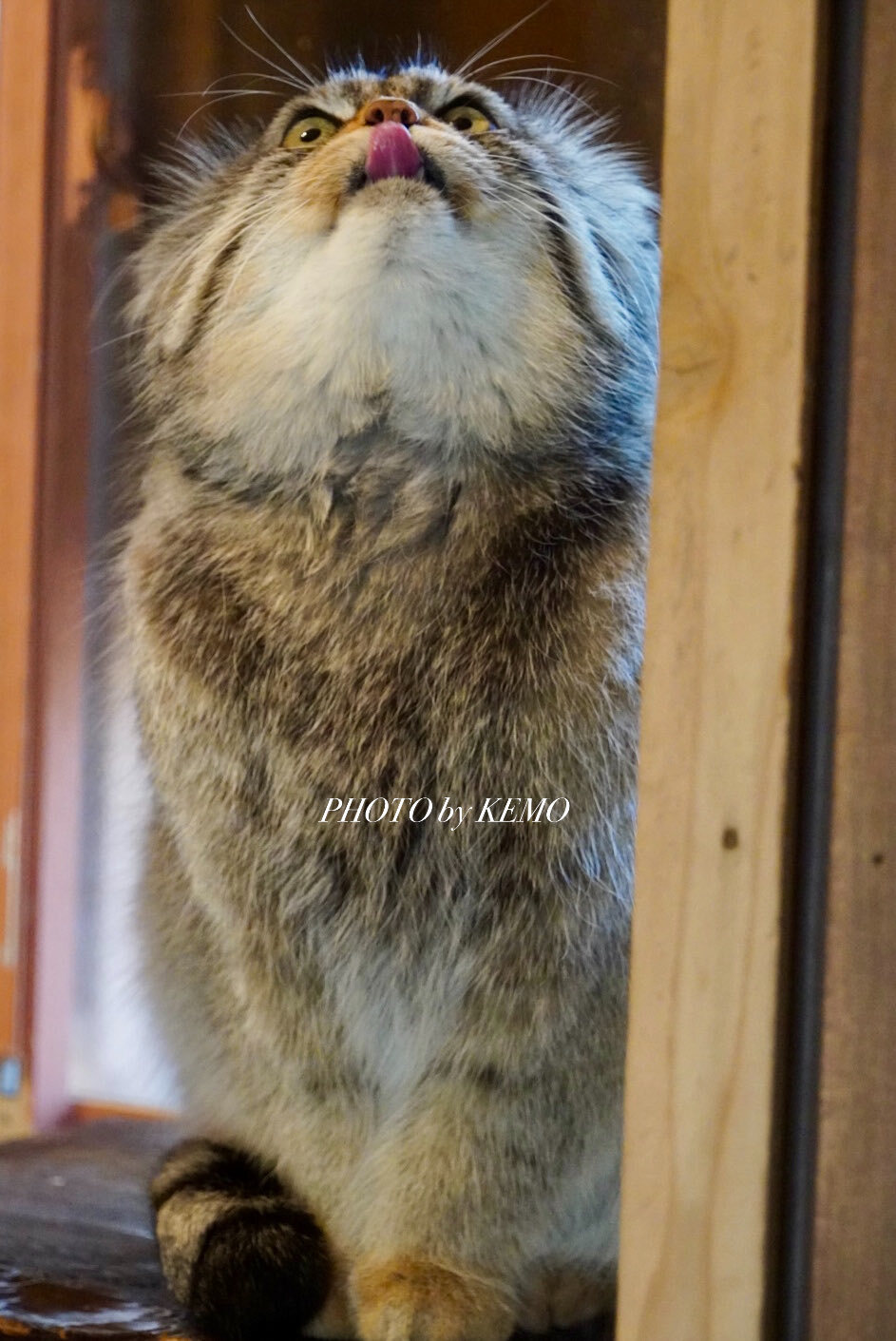 Язычок :Р | Пикабу