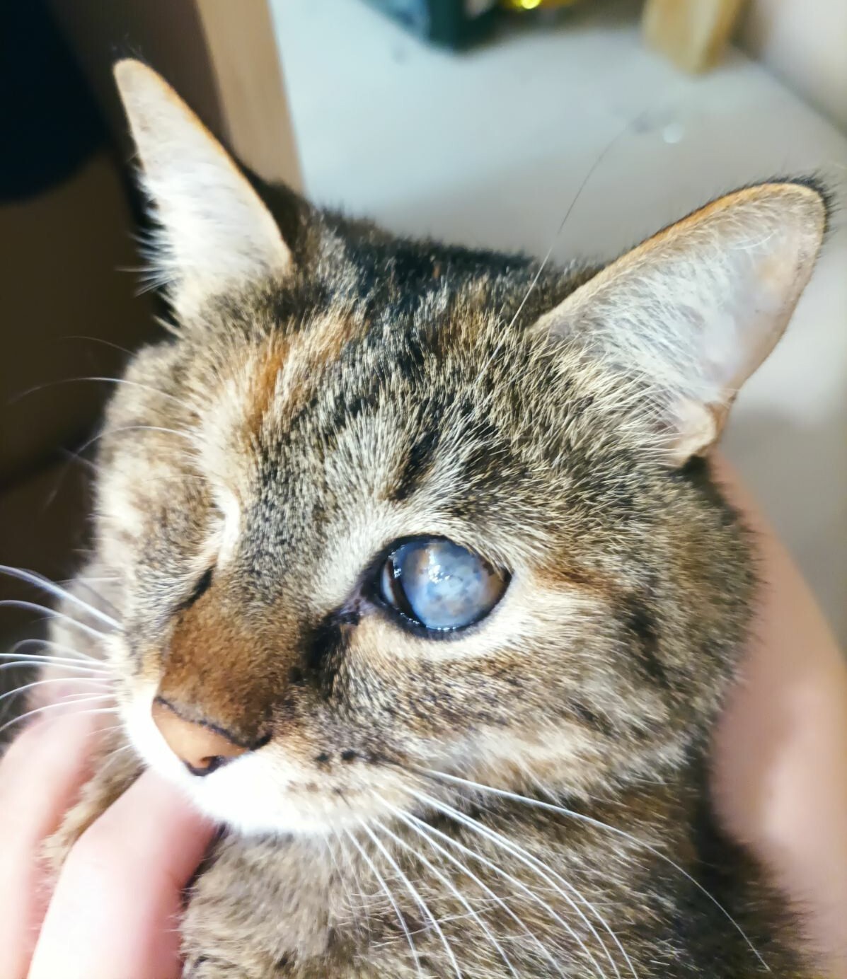 Болезни глаз у кошек симптомы и лечение