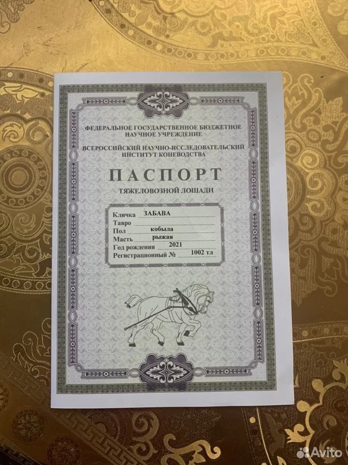Техпаспорт на лошадь | Пикабу