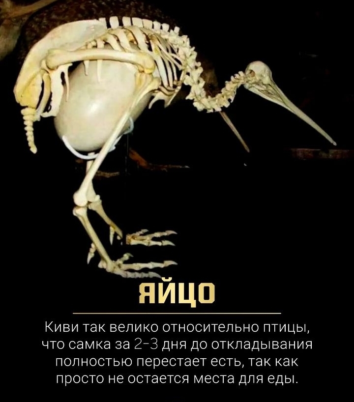 Киви | Пикабу