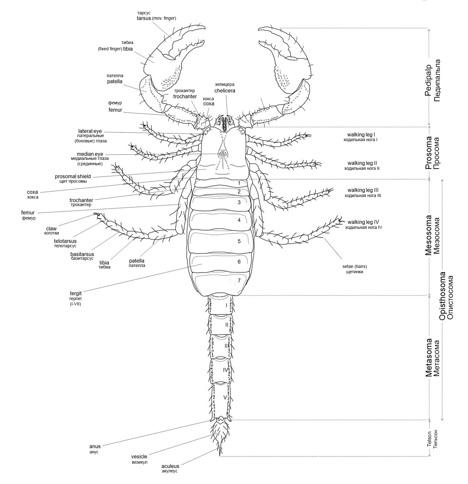 Морфология скорпионов | Пикабу