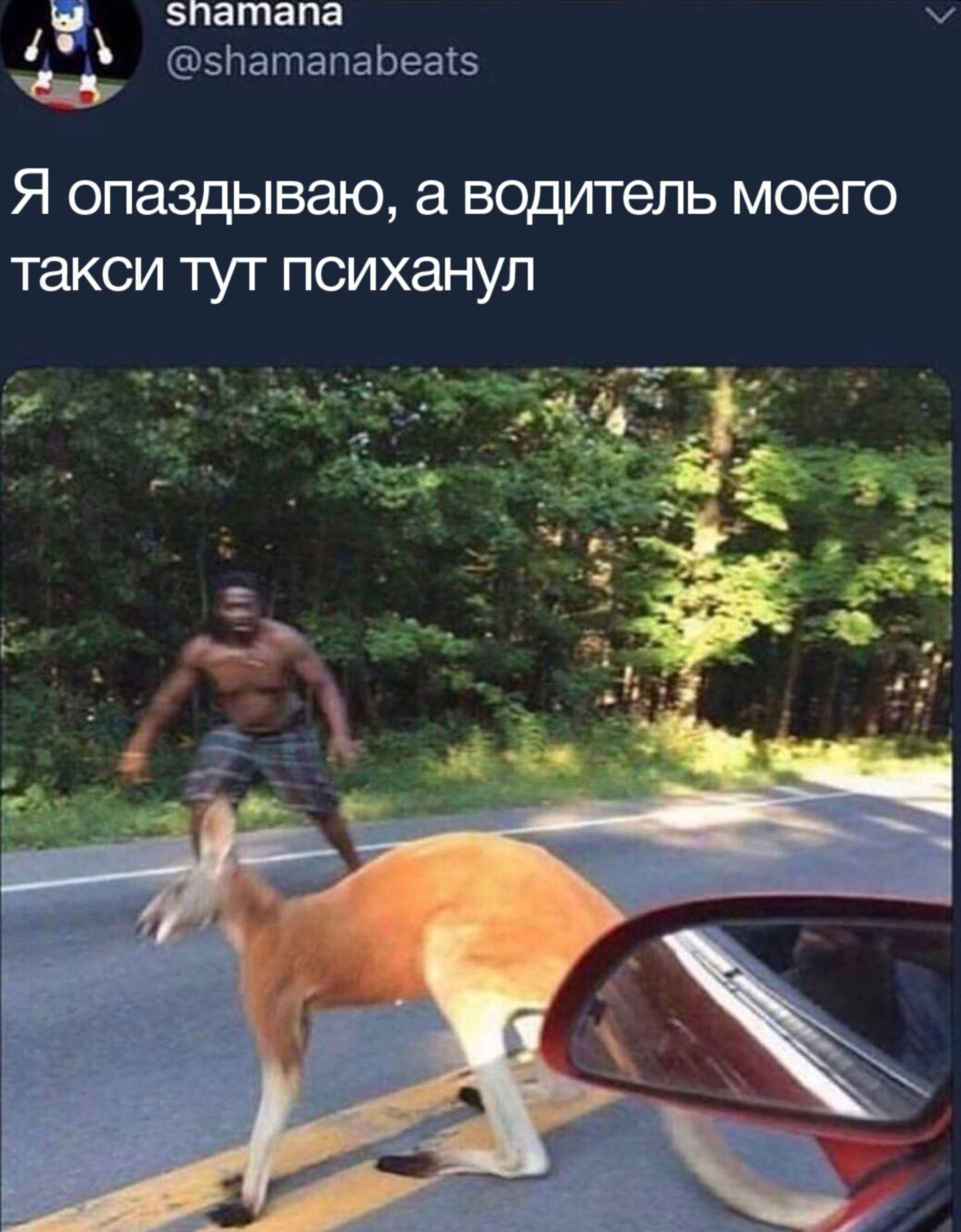 Ставлю на кенгуру | Пикабу