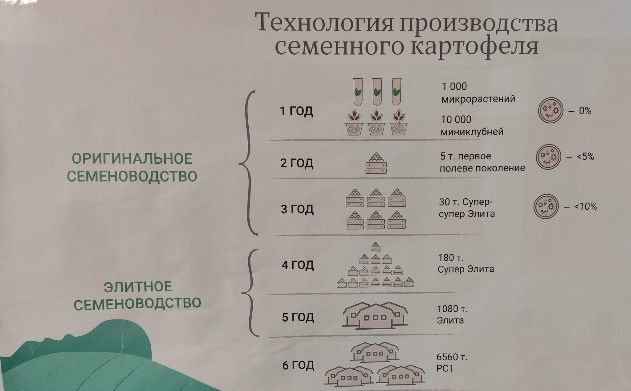 Картофель из пробирки или зачем я на работе клонирую растения | Пикабу