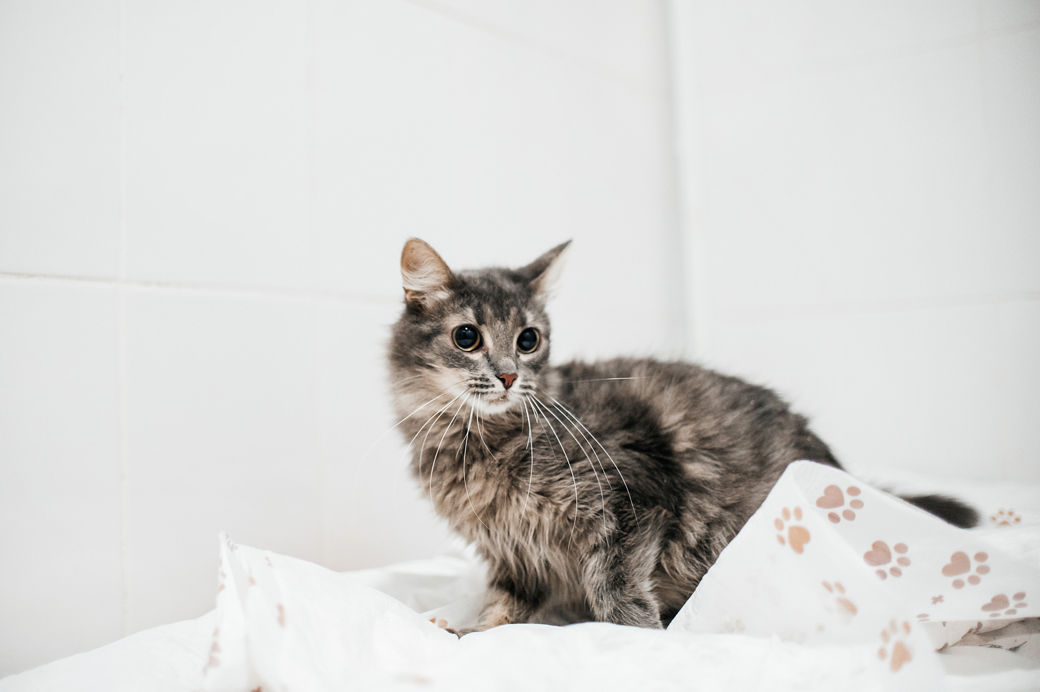 Подготовка домашнего животного к стерилизации | Пикабу