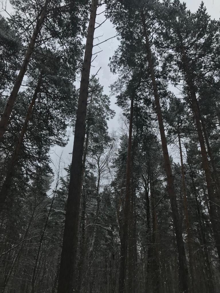 В лесу | Пикабу