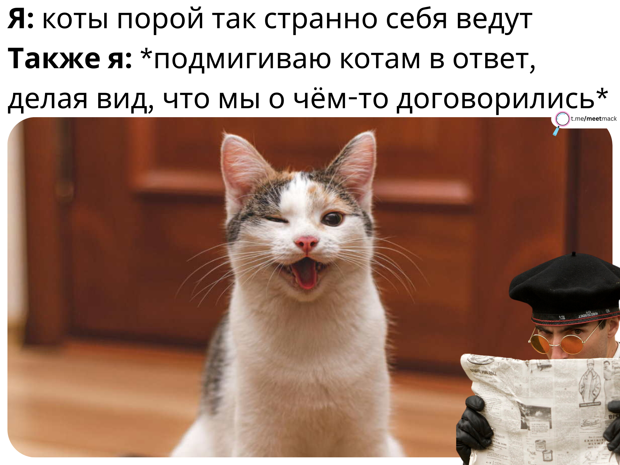 Текст про кота. Котики с текстом. Так точно кот. Кот из текста.