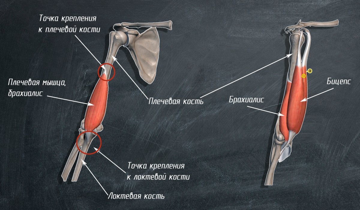 Как накачать мощный бицепс дома без оборудования | Пикабу