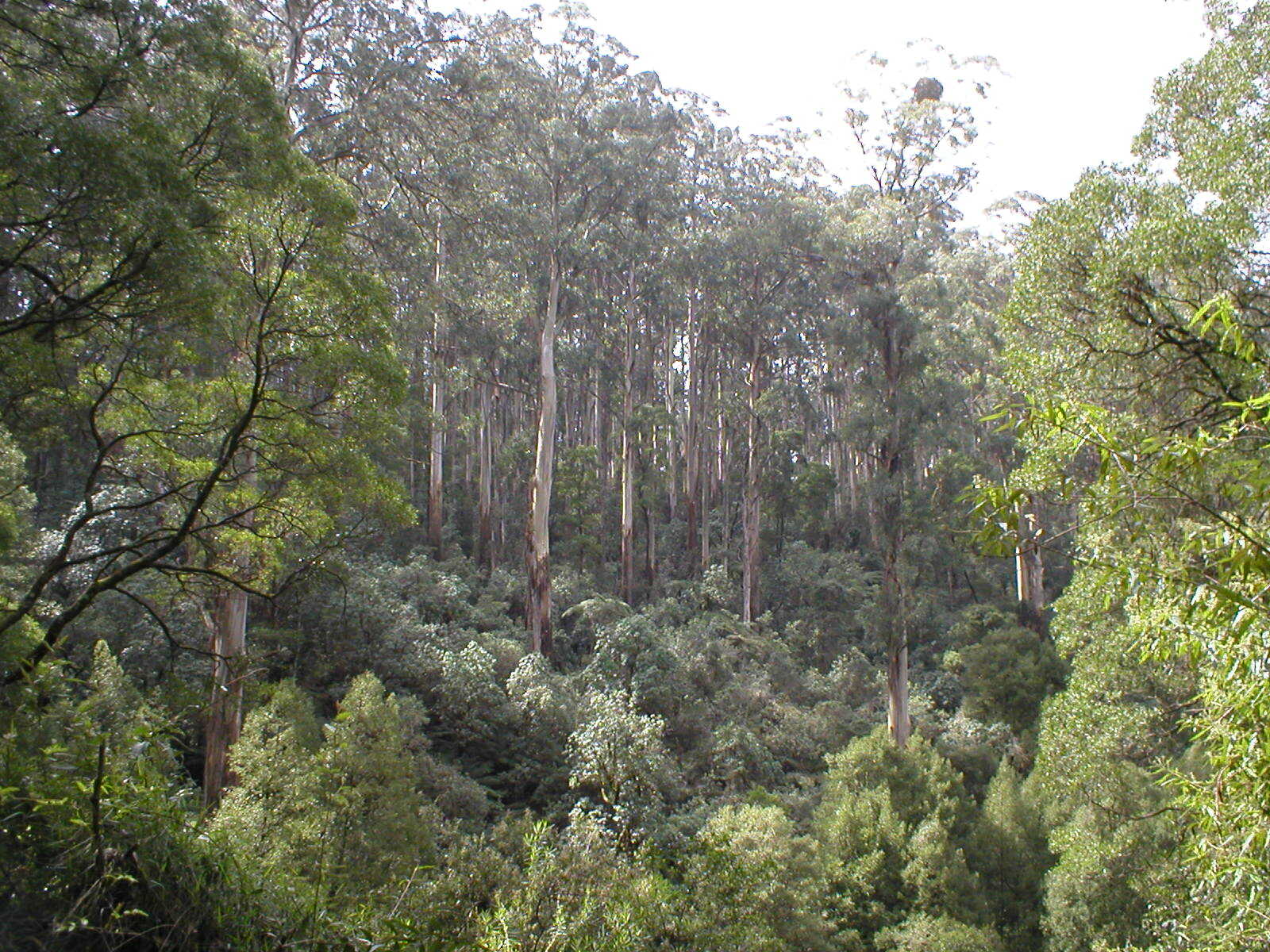 Dandenong Ranges, Australia Пикабу